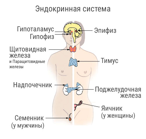 endokrinnaya-sistema-reiki